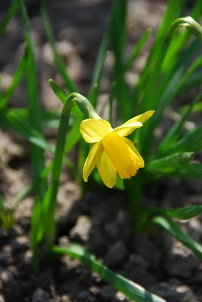 stock image Daffodil