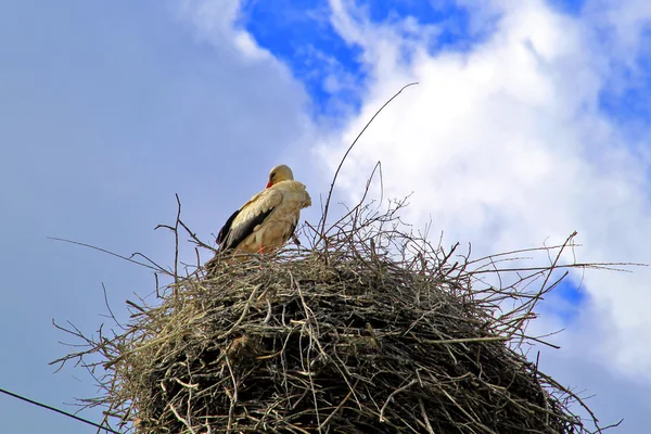 stock image Stork in a nest