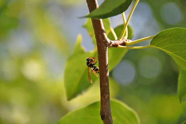 Stock image Wasp on a branch