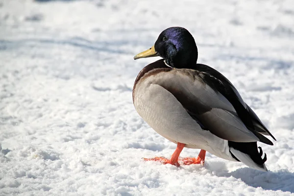 stock image Duck in the Snow