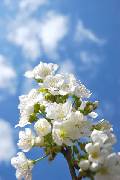 Cherry Blossom and clear blue sky — Stock Photo, Image