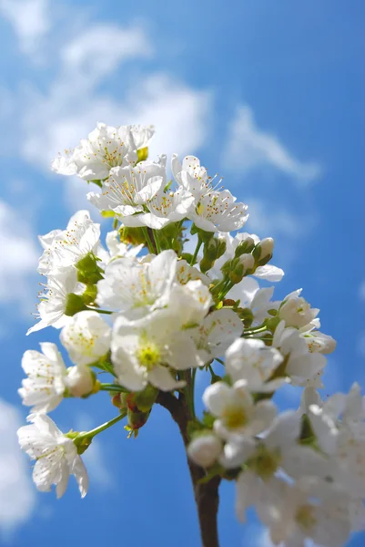 Cherry Blossom and clear blue sky — Stock Photo, Image