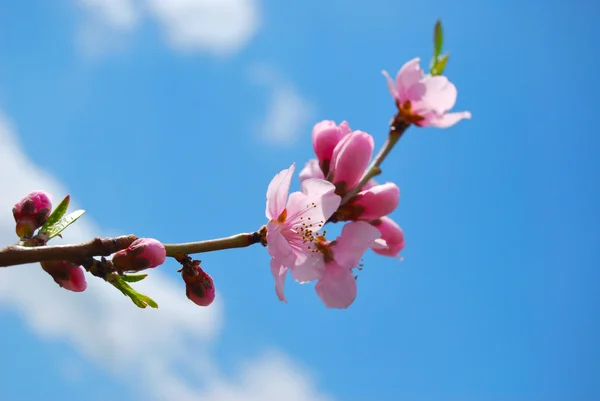 Apricot blossoms against the blue sky — Stock Photo, Image