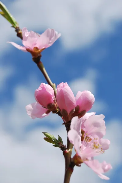 Apricot blossoms against the blue sky — Stock Photo, Image