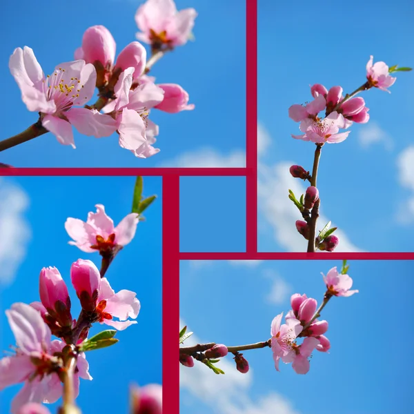 Aprikosenblüten vor blauem Himmel Stockfoto