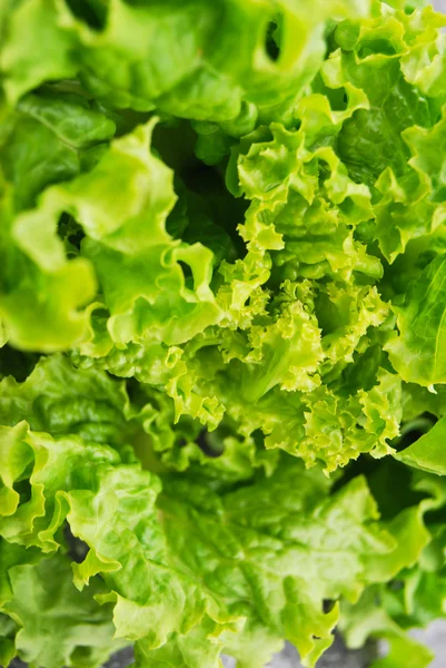 stock image Fresh lettuce leaves