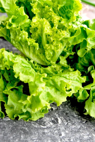 Stock image Fresh lettuce leaves