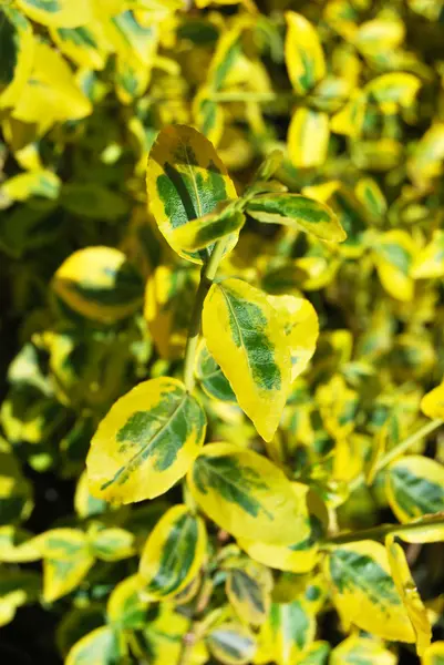 stock image Green&Yellow leaves