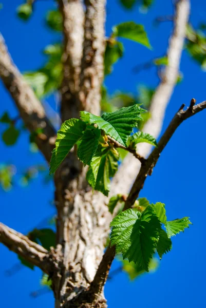 stock image Spring tree bud