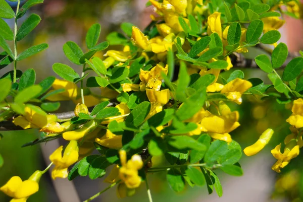 Acacia fiorita — Foto Stock
