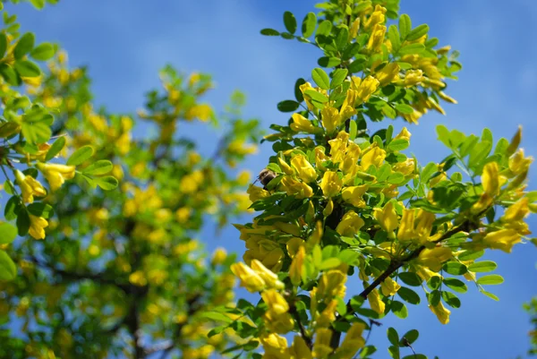 Blommande acacia Royaltyfria Stockbilder