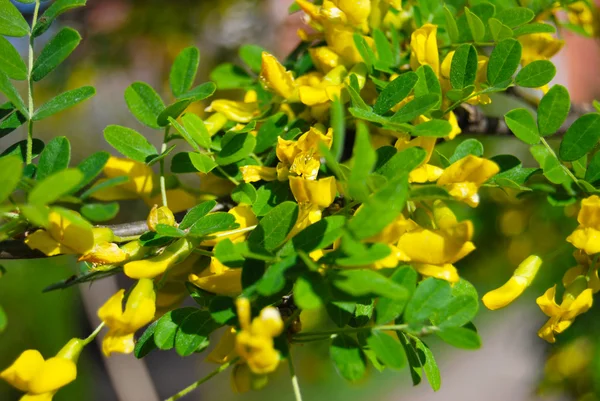 Acacia floreciente Imágenes de stock libres de derechos