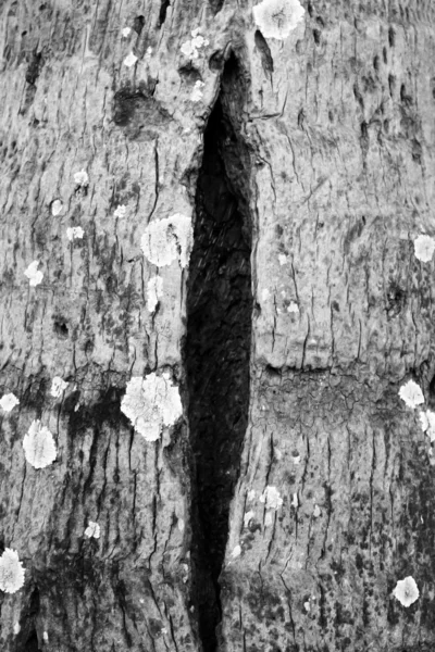 Bark of a coconut tree — Stock Photo, Image
