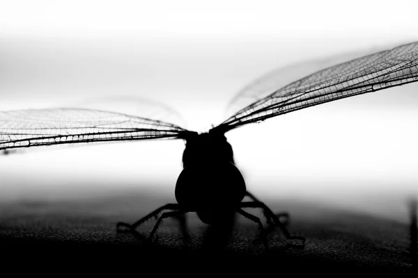 Libelle in schwarz vor weißem Hintergrund — Stockfoto