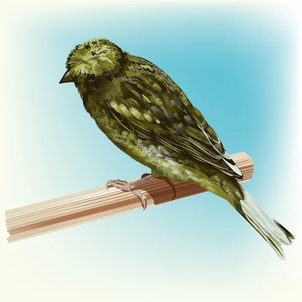 Діб зелений канарки птах — стоковий вектор