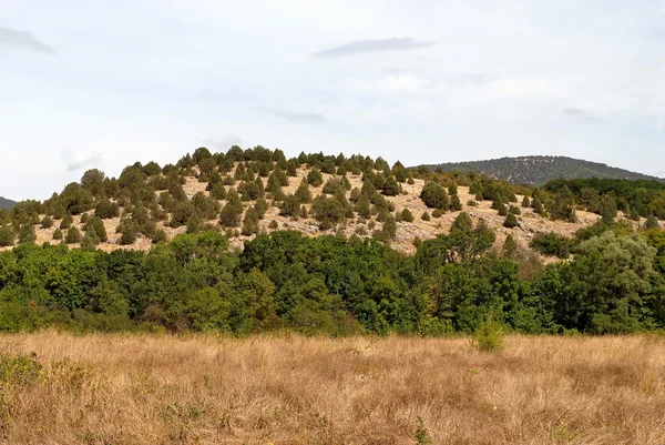 Heuvel waarop bomen groeide. — Stockfoto