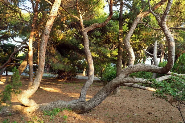 stock image Lying tree.