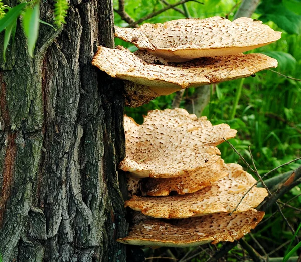 stock image Mushroom on a tree.