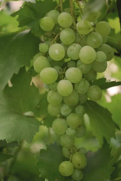 stock image Green Grape