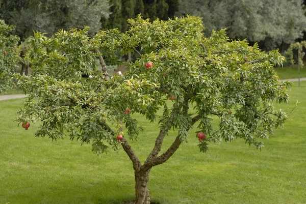 Granatäpple träd — Stockfoto