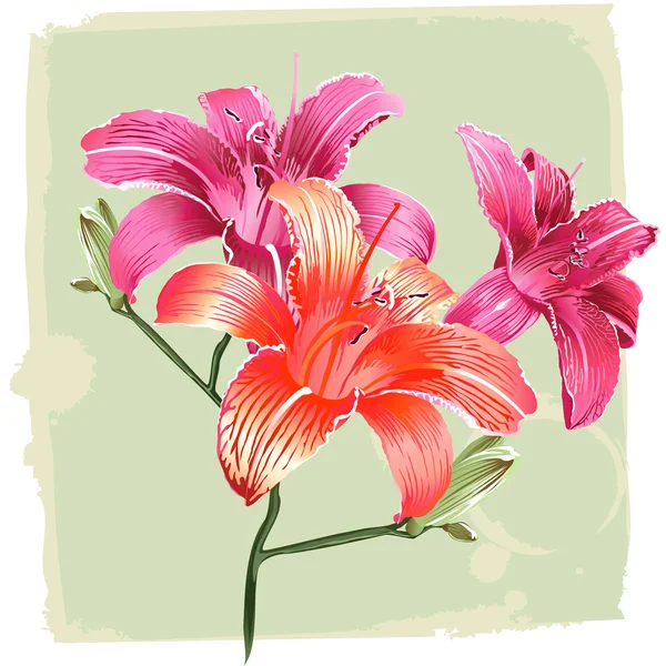 Lily Flowers On Grunge Background — Stock Vector