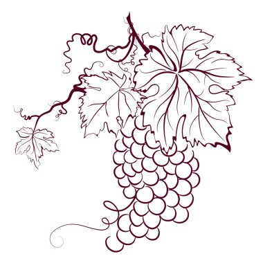 Grapes With Leaves clipart