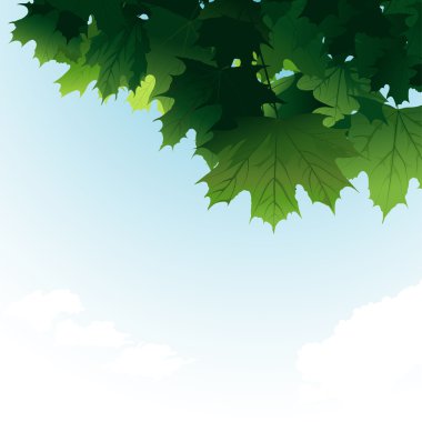yeşil akçaağaç yaprakları gökyüzünde