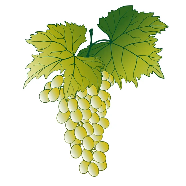 Uvas com folhas — Vetor de Stock