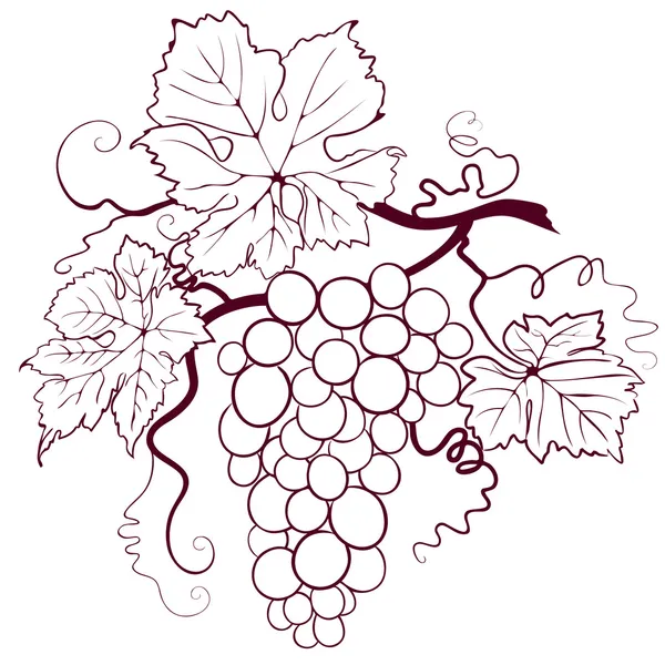Uvas con hojas — Vector de stock