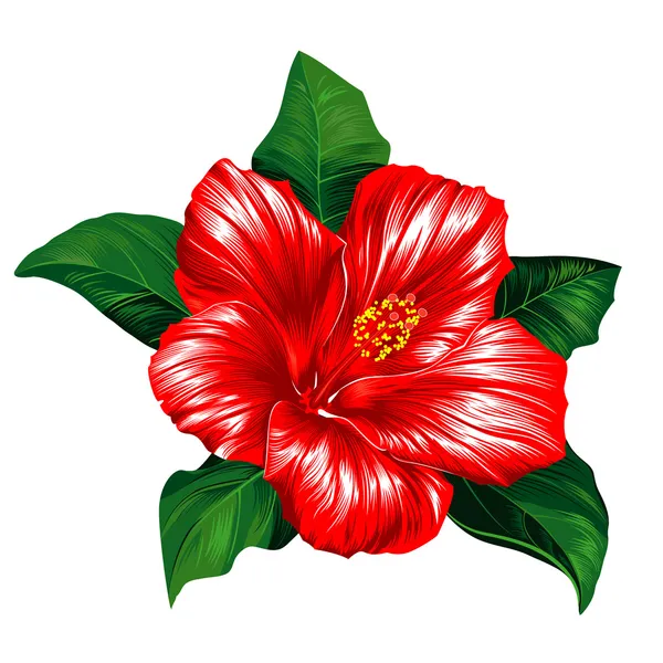 Flor de hibisco rojo sobre fondo blanco — Vector de stock