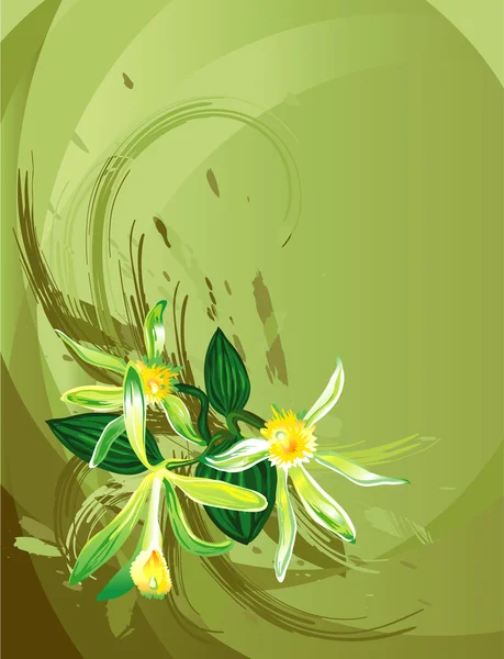 Vanilla Flower — Stock Vector