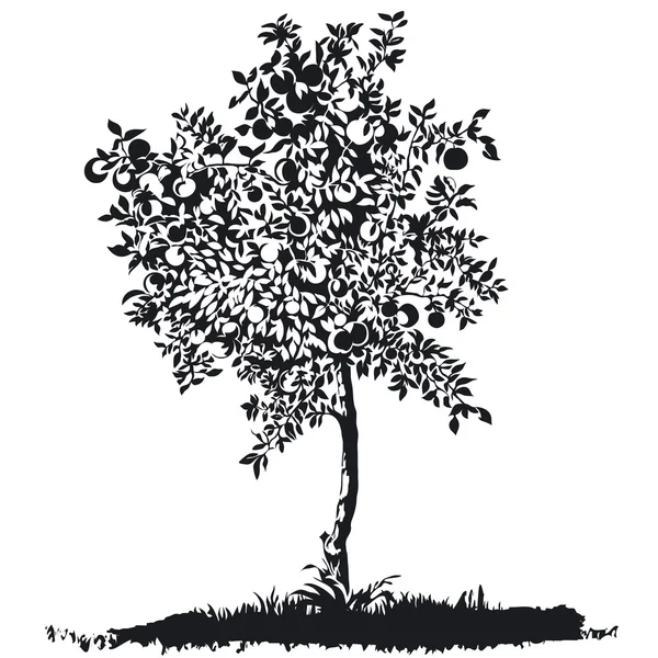 Silueta de un manzano joven en el prado Ilustración de stock