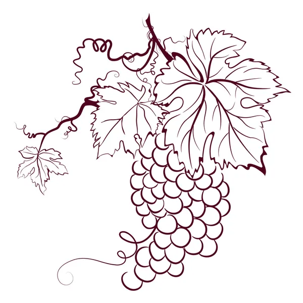 Winogron z liśćmi Grafika Wektorowa