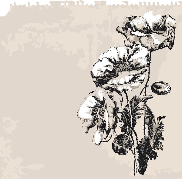 Mohnblumen auf Grunge-Hintergrund — Stockvektor