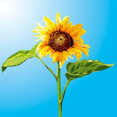 Sunflower clipart