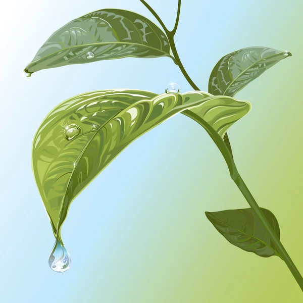 Gouttes d'eau sur feuilles — Image vectorielle