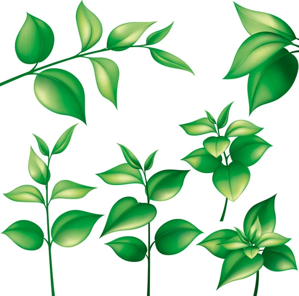 Collection of green leaves — Stock Vector
