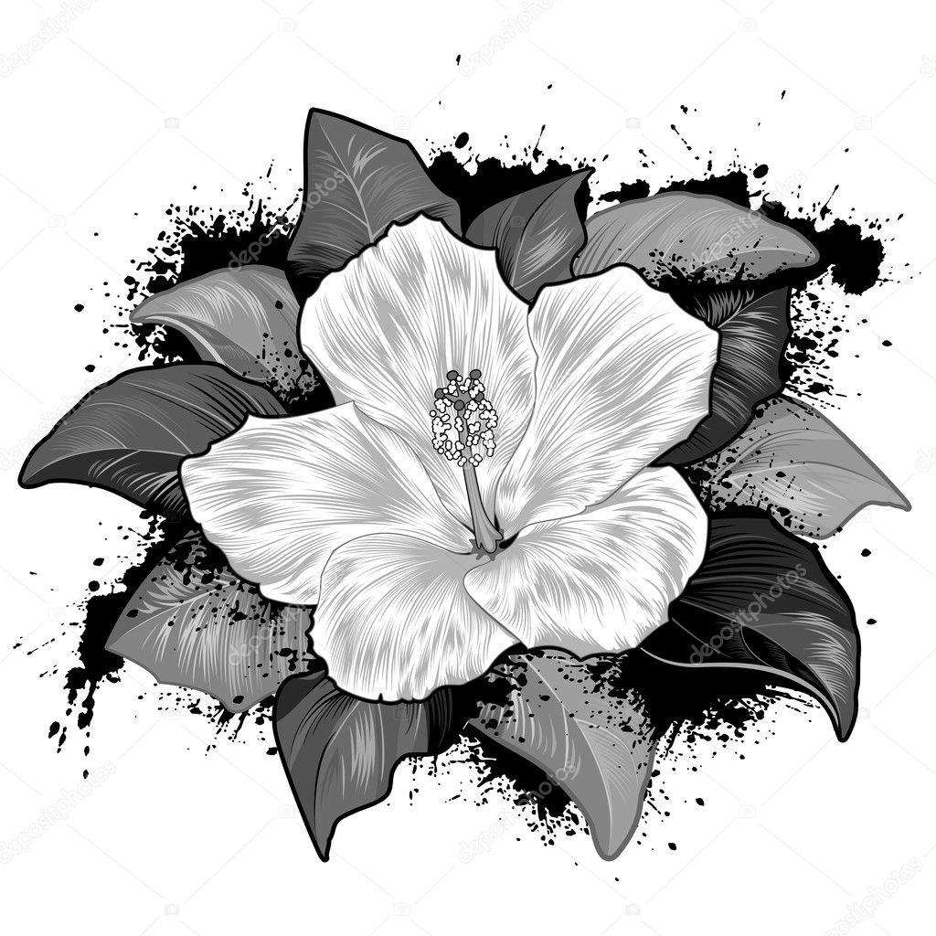 Hibiscus Flower Drawing On White Background