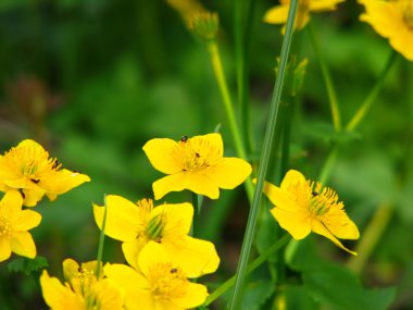 Marsh marigold portre