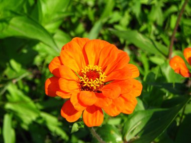 Turuncu zinnia portre