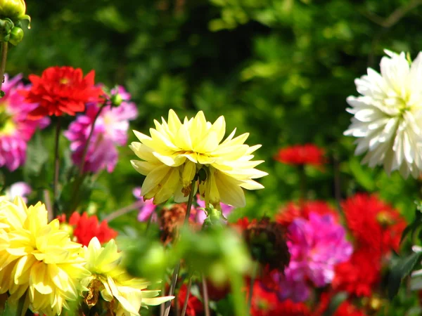 Şakayık çiçekleri portre