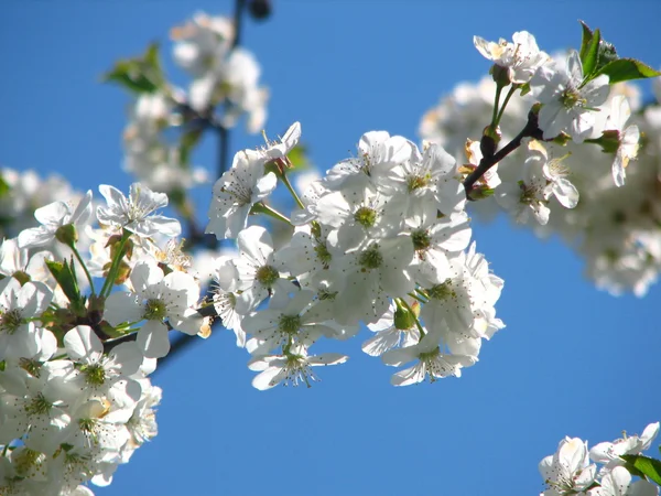 güzel bir günde kiraz çiçekleri