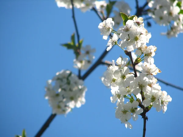 güzel bir günde kiraz çiçekleri