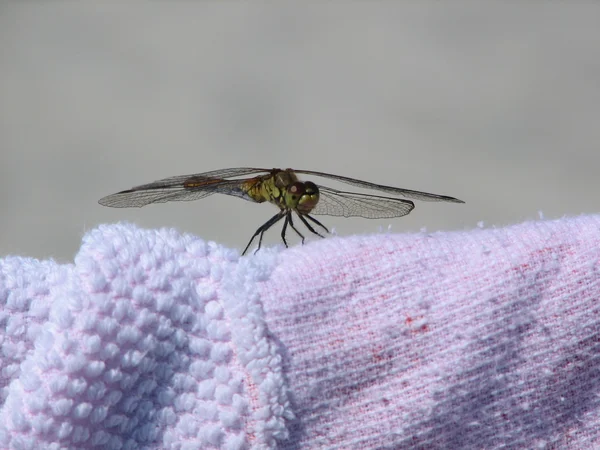 yusufçuk üzerine bir battaniye