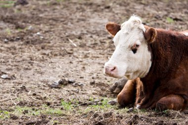 Cow Relaxing In Pasture clipart