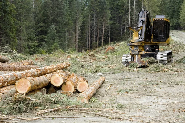 Operación de explotación forestal — Foto de Stock