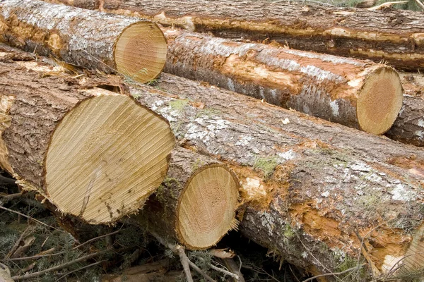 stock image Newly Cut Logs