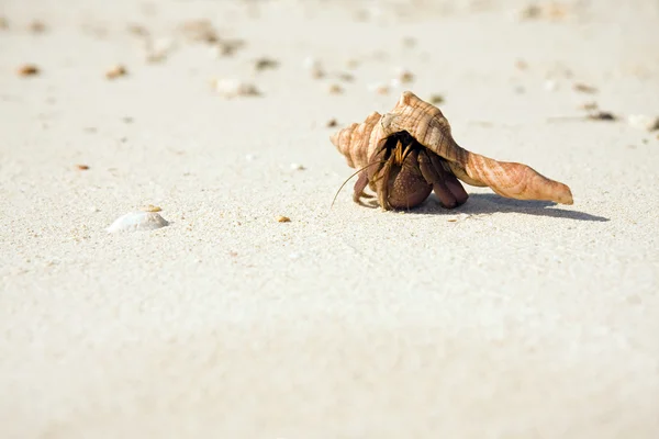 Caranguejo eremita rastejando na praia — Fotografia de Stock