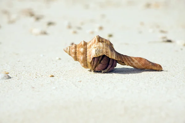 Caranguejo eremita escondido na praia — Fotografia de Stock