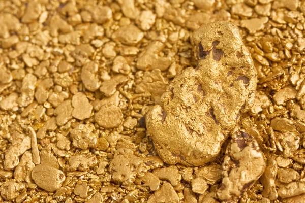 Nuggets naturales del oro del colocador — Foto de Stock